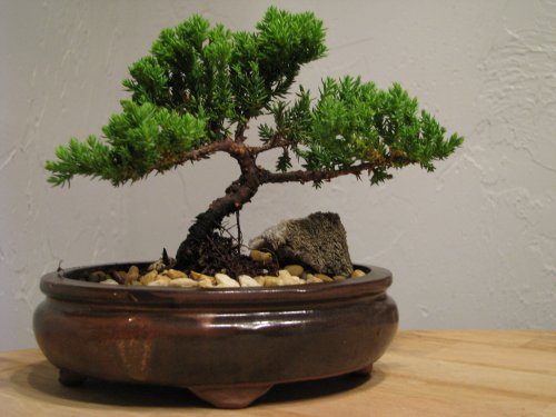 A Bonsai Juniper Tree 4 Years Old