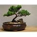 Juniper Tree Bonsai Best Gift