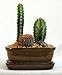 Arizona Cactus Garden - Glazed Pot - Great Gift - Easy to grow!