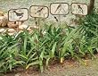 Decorative Tin Garden Stakes With Bird, Bee and Butterfly Plaques(set of 4)