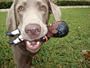 The Official Vick's Dog Chew Toy