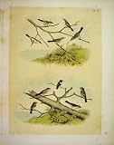 10 VIREO & FINCH STUDER-JASPER BIRDS OF AMERICA 1878