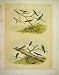 10 VIREO & FINCH STUDER-JASPER BIRDS OF AMERICA 1878