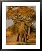 African elephant confronts a lion Framed Art Poster Print by Beverly Joubert, 25x31