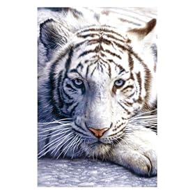 White Tiger - Maxi Poster - 61 cm x 91.5 cm