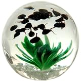 Glass Swimming Tad Poles Paperweight 100% Handblown Art P010