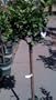 Key Lime Tree, Five Gallon Container by Monrovia Growers