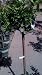 Key Lime Tree, Five Gallon Container by Monrovia Growers