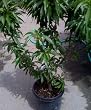 Necta Zee Dwarf Nectarine Potted Seven Gallon Tree