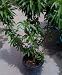 Necta Zee Dwarf Nectarine Potted Seven Gallon Tree