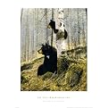 In the Adirondacks Poster - 20x16"