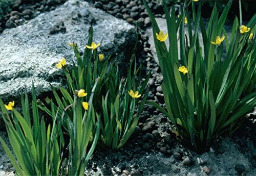 Sisyrinchium californicum Golden-Eyed Grass - 4" pot- Wildflower