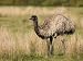 Emu (Dromaius Novaehollandiae), Wilson's Promontory National Park, Victoria, Australi...