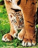 (16x20) Bengal Tiger Cub (Animal) Photo Print Poster