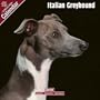 2009 Italian Greyhound Wall Calendar