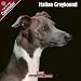 2009 Italian Greyhound Wall Calendar