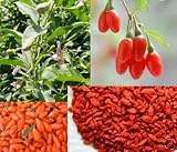 518kEfN3KQL. SL160  Goji Berry Seeds