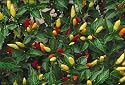 TABASCO - Chilli Pepper seeds - HOT! Garden Vegetable SEED