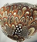 NEW Brown and Bronze Pheasant Feather Headband, Limited.
