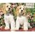 Just Cocker Spaniels 2009 Calendar