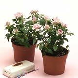 花工房花贈りエーデルワイス フラワーギフト 薄紫の薔薇チューリッヒ2鉢セットです。