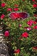 Ruby Pansy Glass Birdbath