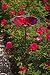 Ruby Pansy Glass Birdbath