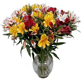 Peruvian Lilies - Long Lasting Fresh Cut Flowers - Free Fast Shipping