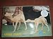 Camel pair 3D wood model kit