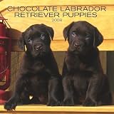 Labrador Retriever, Chocolate Puppies 2008 Mini Wall: Mini 6x6