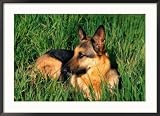 German Shepherd Lying in Grass Framed Photographic Poster Print by Francie Manning, 36x26