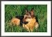 German Shepherd Lying in Grass Framed Photographic Poster Print by Francie Manning, 36x26