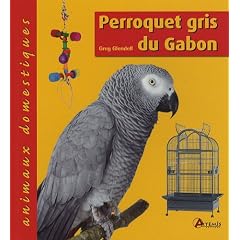 Perroquet gris du Gabon