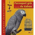 Perroquet gris du Gabon