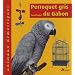 Perroquet gris du Gabon