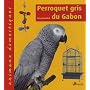 Perroquet gris du Gabon