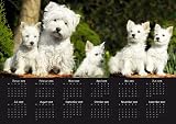 Eigenschaften Das Tierporträt  / Jahresplaner Kalender West Highland White Terrier 2009