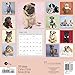 Rachael Hale Dogs 2016 Calendar