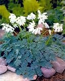 Ivory Hearts Bleeding Hearts -Dicentra- SHADE - Potted
