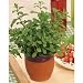 Chef's Helper - Marjoram