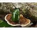 Photographic Prints of Emerald Flower Beetle from Ardea Wildlife Pets