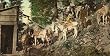 Burros at a Colorado Silver Mine, ca. 1902 - Exceptional 16" x 20" Print of a Vintage Photochrom Image from the Library of Congress Collection