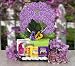 Lilacs Gift Box Gourmet Food Gift Basket