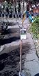 Jack Flowering Pear Tree Five Gallon