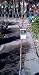 Jack Flowering Pear Tree Five Gallon
