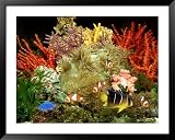 Community of Marine Fish in an Aquarium Setting of Live Invertebrate Decor Framed Photographic Poster Print by Max Gibbs, 49x39
