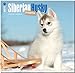 Siberian Husky Puppies 18-Month 2015 Calendar