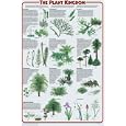 Plant Kingdom Poster