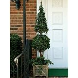 5 ft Ivy Ball and Cone Topiary Tree