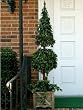 5 ft Ivy Ball and Cone Topiary Tree